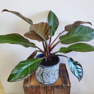 Philodendron