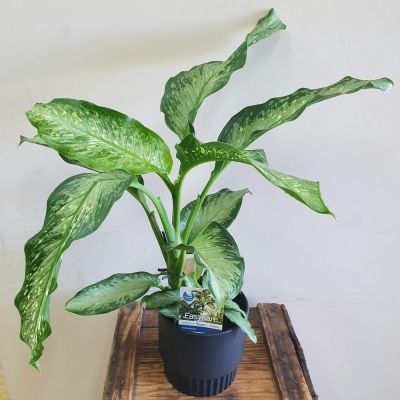 Dieffenbachia
