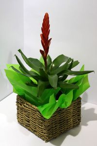 Bromeliad