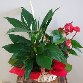 Christmas Plant Basket
