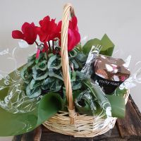 Plant & Chocolates