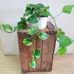 Pothos Hanging Basket