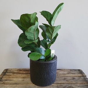 Fiddle Leaf