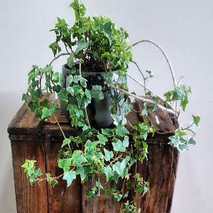 Ivy Hanging Basket