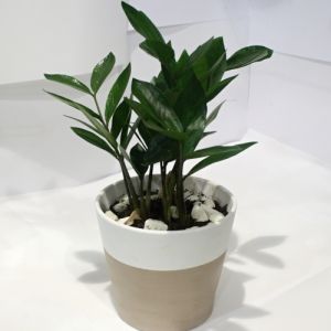 ZZ Plant