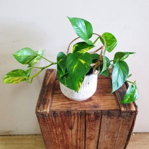 Pothos Hanging Basket