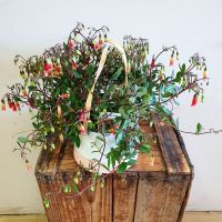 Flowering Hanging Basket