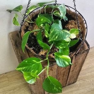 Pothos Hanging Basket