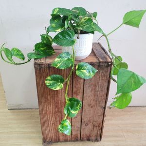 Pothos Hanging Basket