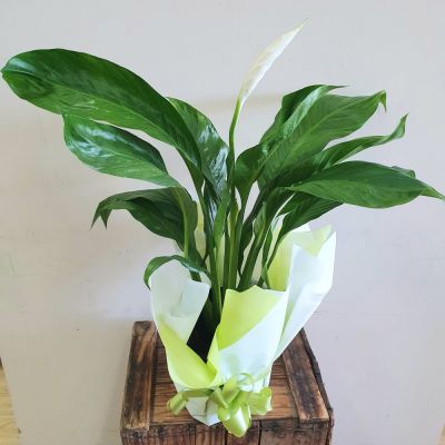 Large Peace Lily