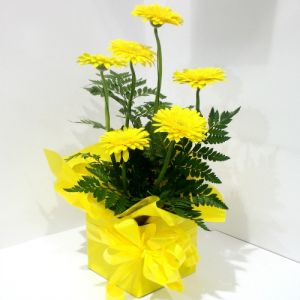 Yellow Gerberas