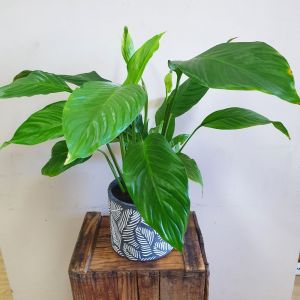 Large Peace Lily in Pot