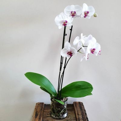 Orchid Plant