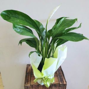 Large Peace Lily