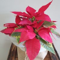 Poinsettia