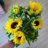 Sunflower Bunch