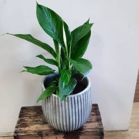 Large Peace Lily in Pot