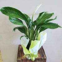 Large Peace Lily