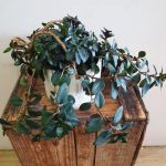 Goldfish Plant Hanging Basket