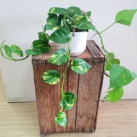 Pothos Hanging Basket