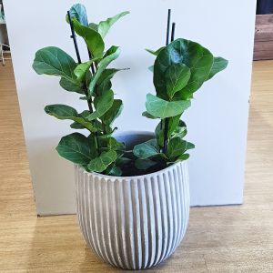 Fiddle Leaf Fig