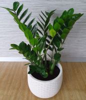 Large ZZ Plant