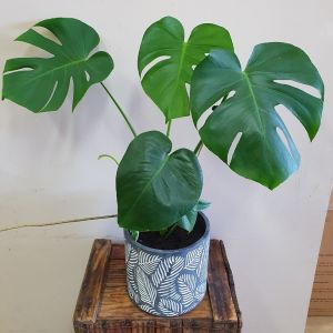 Monstera