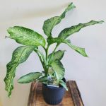 Dieffenbachia