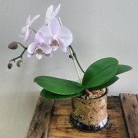 Small Orchid Plant