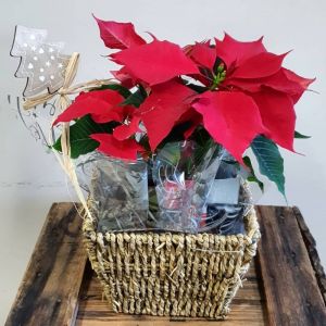 Poinsettia