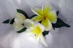 Frangipani Buttonhole