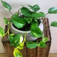 Ceramic Hanging Basket