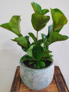 Fiddle Leaf Bambino