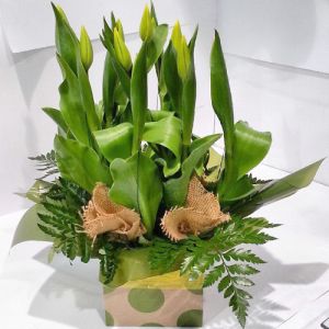 Tulip Box